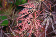 - Acer palmatum 'Red Select' Weeping Japanese Maple - Mr Maple │ Buy Japanese Maple Trees