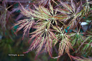 - Acer palmatum 'Red Select' Weeping Japanese Maple - Mr Maple │ Buy Japanese Maple Trees