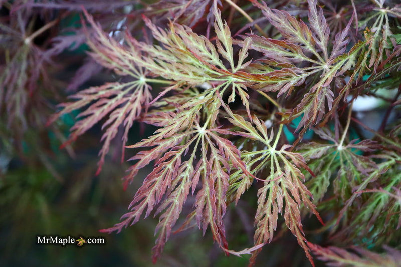 - Acer palmatum 'Red Select' Weeping Japanese Maple - Mr Maple │ Buy Japanese Maple Trees