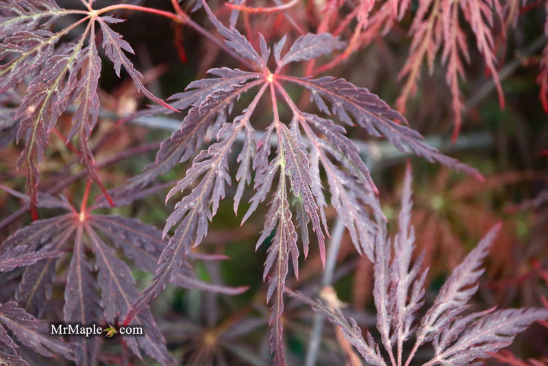 - Acer palmatum 'Red Select' Weeping Japanese Maple - Mr Maple │ Buy Japanese Maple Trees
