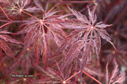 - Acer palmatum 'Red Select' Weeping Japanese Maple - Mr Maple │ Buy Japanese Maple Trees