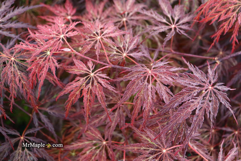 - Acer palmatum 'Red Select' Weeping Japanese Maple - Mr Maple │ Buy Japanese Maple Trees