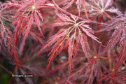 - Acer palmatum 'Red Select' Weeping Japanese Maple - Mr Maple │ Buy Japanese Maple Trees