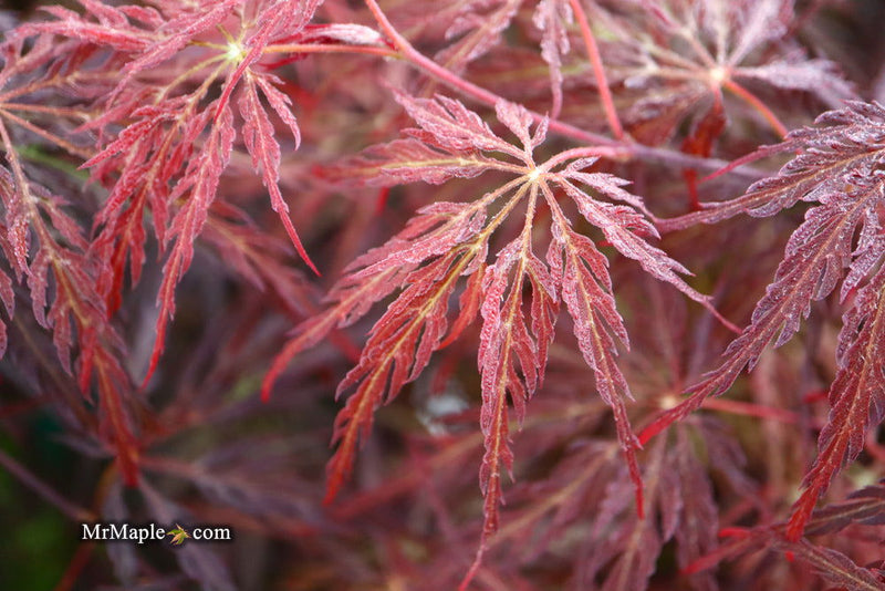 - Acer palmatum 'Red Select' Weeping Japanese Maple - Mr Maple │ Buy Japanese Maple Trees
