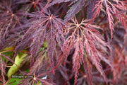 - Acer palmatum 'Red Select' Weeping Japanese Maple - Mr Maple │ Buy Japanese Maple Trees