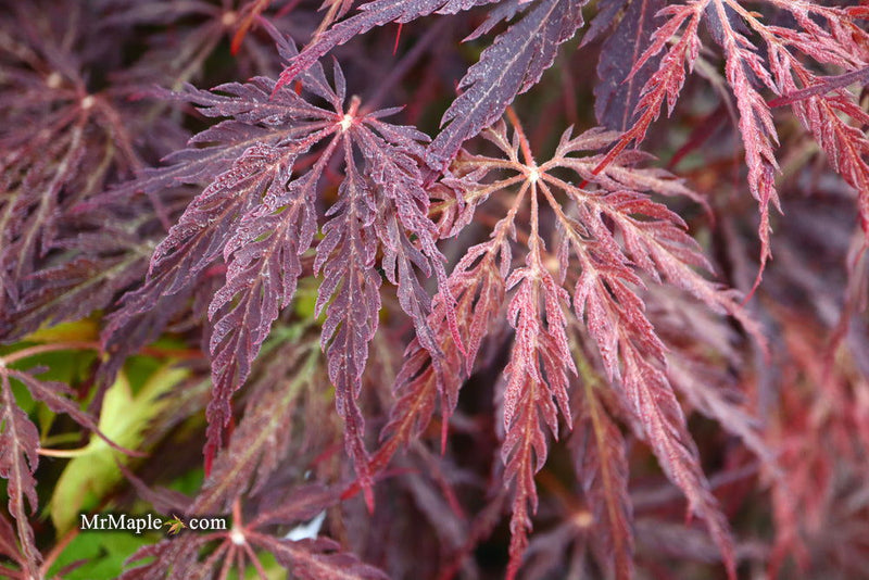 - Acer palmatum 'Red Select' Weeping Japanese Maple - Mr Maple │ Buy Japanese Maple Trees
