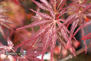 - Acer palmatum 'Red Select' Weeping Japanese Maple - Mr Maple │ Buy Japanese Maple Trees