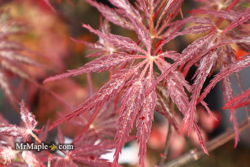 - Acer palmatum 'Red Select' Weeping Japanese Maple - Mr Maple │ Buy Japanese Maple Trees