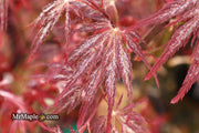 - Acer palmatum 'Red Select' Weeping Japanese Maple - Mr Maple │ Buy Japanese Maple Trees