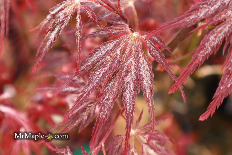 - Acer palmatum 'Red Select' Weeping Japanese Maple - Mr Maple │ Buy Japanese Maple Trees