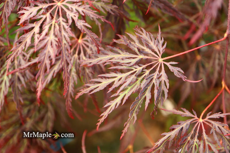 - Acer palmatum 'Red Select' Weeping Japanese Maple - Mr Maple │ Buy Japanese Maple Trees