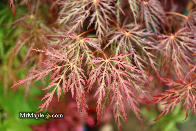 - Acer palmatum 'Red Select' Weeping Japanese Maple - Mr Maple │ Buy Japanese Maple Trees