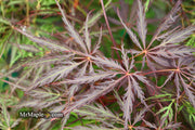 - Acer palmatum 'Red Select' Weeping Japanese Maple - Mr Maple │ Buy Japanese Maple Trees