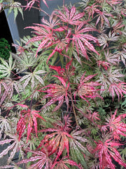 - Acer palmatum 'Red Sparkler' Japanese Maple - Mr Maple │ Buy Japanese Maple Trees