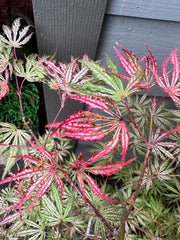 - Acer palmatum 'Red Sparkler' Japanese Maple - Mr Maple │ Buy Japanese Maple Trees