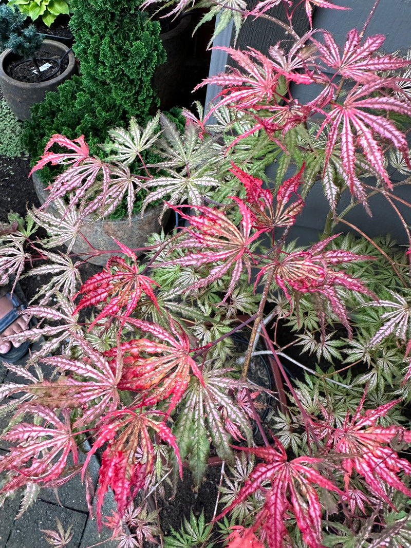 - Acer palmatum 'Red Sparkler' Japanese Maple - Mr Maple │ Buy Japanese Maple Trees
