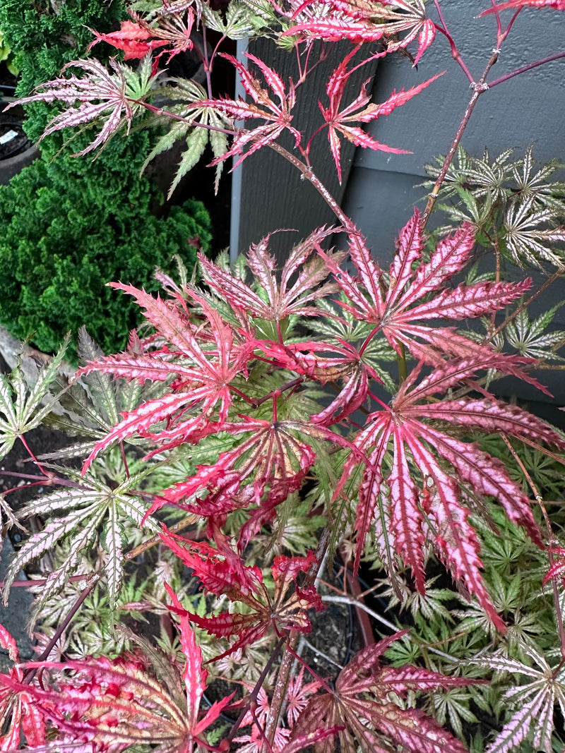 - Acer palmatum 'Red Sparkler' Japanese Maple - Mr Maple │ Buy Japanese Maple Trees