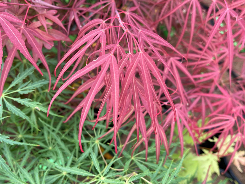 - Acer palmatum 'Red Spider' Red Japanese Maple - Mr Maple │ Buy Japanese Maple Trees