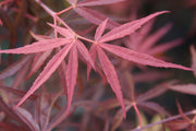 - Acer palmatum 'Red Spider' Red Japanese Maple - Mr Maple │ Buy Japanese Maple Trees