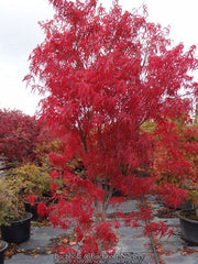 - Acer palmatum 'Red Spider' Red Japanese Maple - Mr Maple │ Buy Japanese Maple Trees
