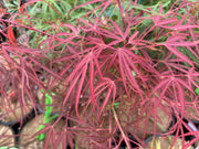 - Acer palmatum 'Red Spider' Red Japanese Maple - Mr Maple │ Buy Japanese Maple Trees
