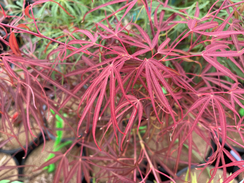 - Acer palmatum 'Red Spider' Red Japanese Maple - Mr Maple │ Buy Japanese Maple Trees