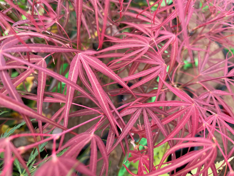- Acer palmatum 'Red Spider' Red Japanese Maple - Mr Maple │ Buy Japanese Maple Trees