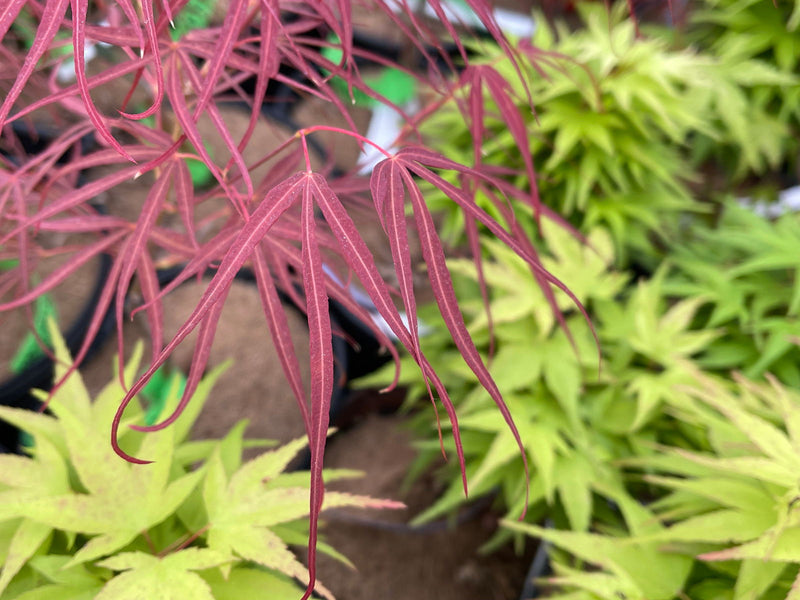 - Acer palmatum 'Red Spider' Red Japanese Maple - Mr Maple │ Buy Japanese Maple Trees