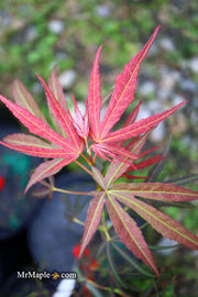 - Acer palmatum 'Red Spider' Red Japanese Maple - Mr Maple │ Buy Japanese Maple Trees