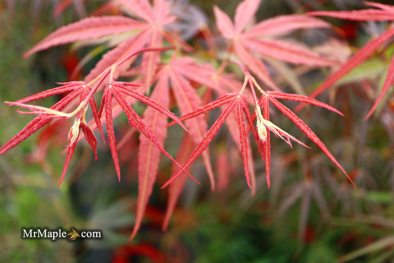 - Acer palmatum 'Red Spider' Red Japanese Maple - Mr Maple │ Buy Japanese Maple Trees