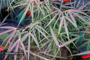 - Acer palmatum 'Red Spider' Red Japanese Maple - Mr Maple │ Buy Japanese Maple Trees