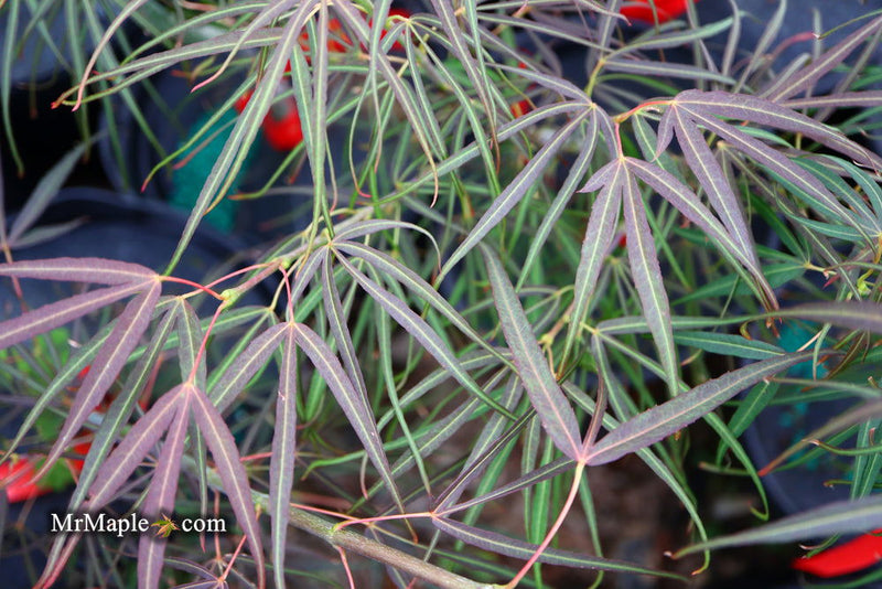 - Acer palmatum 'Red Spider' Red Japanese Maple - Mr Maple │ Buy Japanese Maple Trees