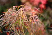 - Acer palmatum 'Red Spider' Red Japanese Maple - Mr Maple │ Buy Japanese Maple Trees