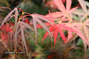 - Acer palmatum 'Red Spider' Red Japanese Maple - Mr Maple │ Buy Japanese Maple Trees