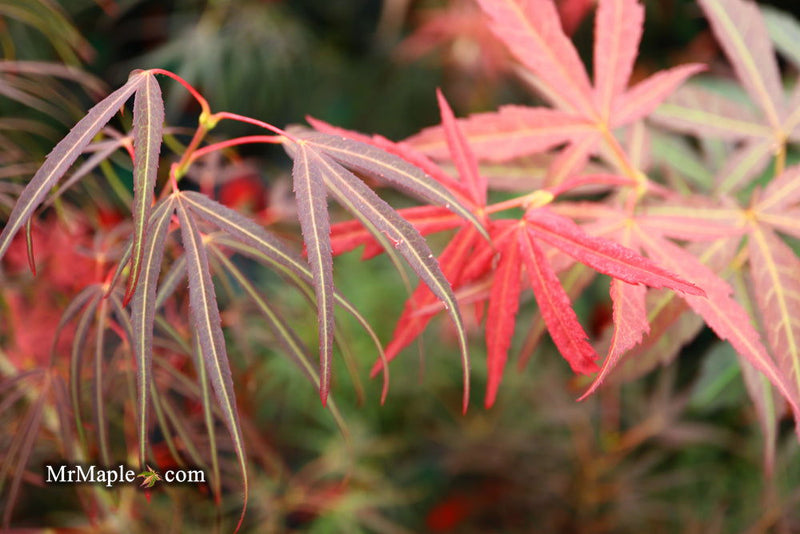 - Acer palmatum 'Red Spider' Red Japanese Maple - Mr Maple │ Buy Japanese Maple Trees