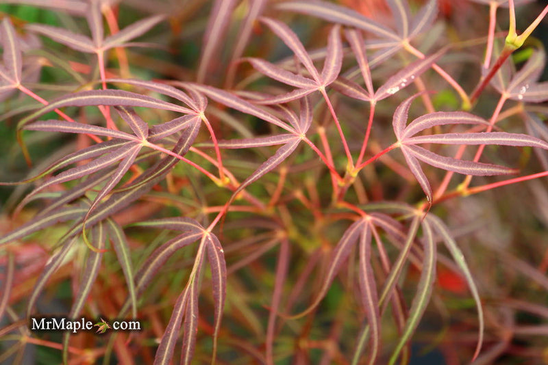 - Acer palmatum 'Red Spider' Red Japanese Maple - Mr Maple │ Buy Japanese Maple Trees