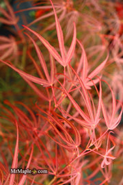 - Acer palmatum 'Red Spider' Red Japanese Maple - Mr Maple │ Buy Japanese Maple Trees