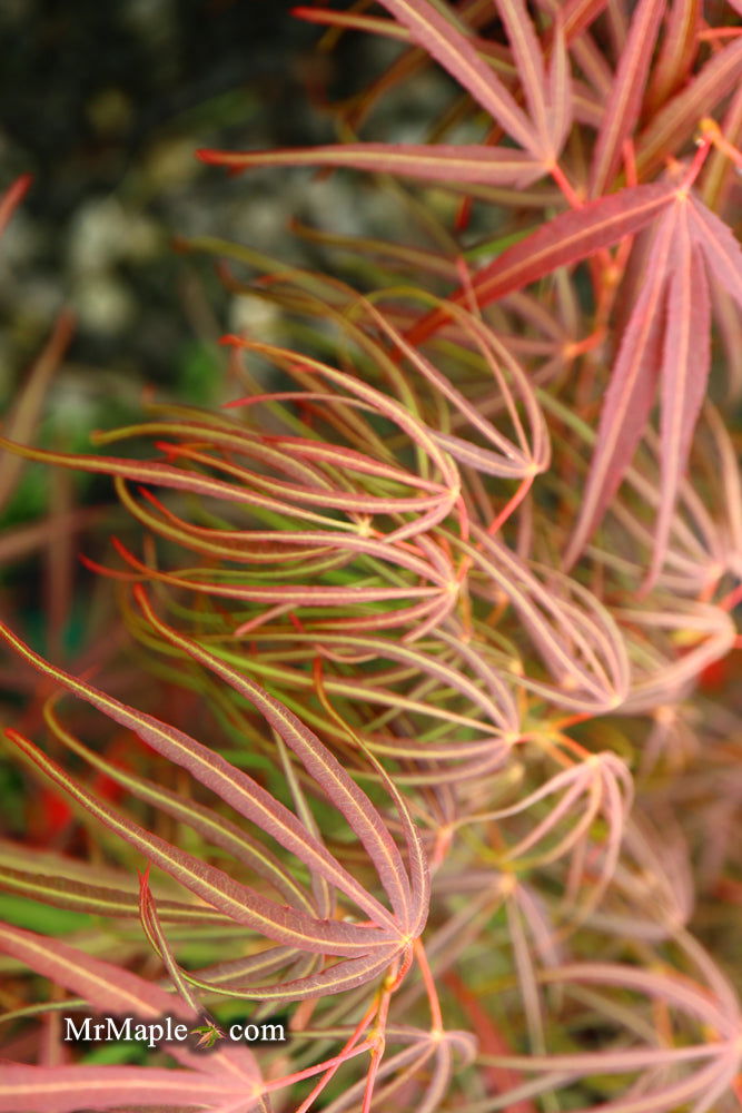 - Acer palmatum 'Red Spider' Red Japanese Maple - Mr Maple │ Buy Japanese Maple Trees