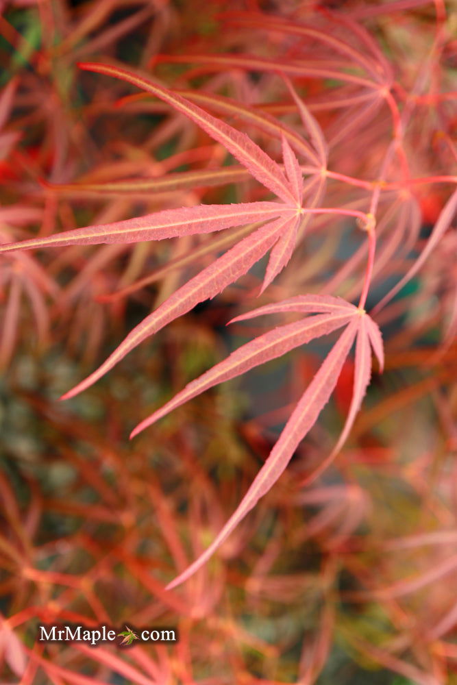 - Acer palmatum 'Red Spider' Red Japanese Maple - Mr Maple │ Buy Japanese Maple Trees