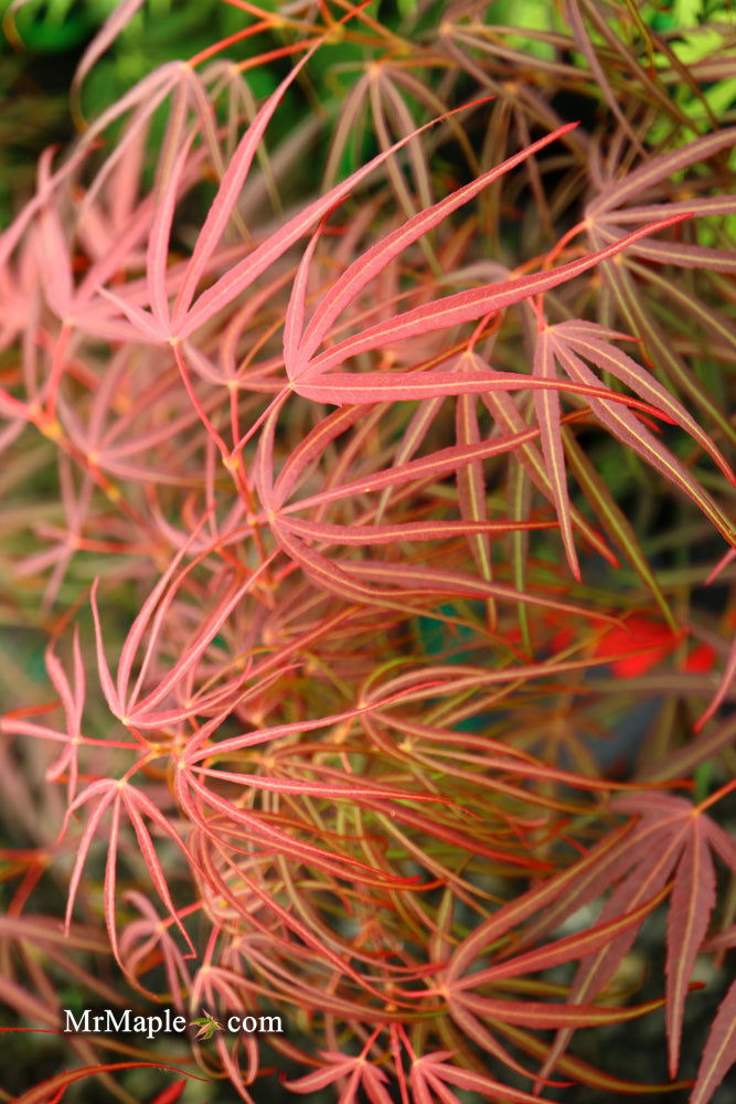- Acer palmatum 'Red Spider' Red Japanese Maple - Mr Maple │ Buy Japanese Maple Trees
