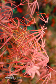 - Acer palmatum 'Red Spider' Red Japanese Maple - Mr Maple │ Buy Japanese Maple Trees