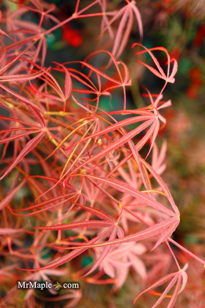 - Acer palmatum 'Red Spider' Red Japanese Maple - Mr Maple │ Buy Japanese Maple Trees