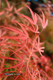 - Acer palmatum 'Red Spider' Red Japanese Maple - Mr Maple │ Buy Japanese Maple Trees