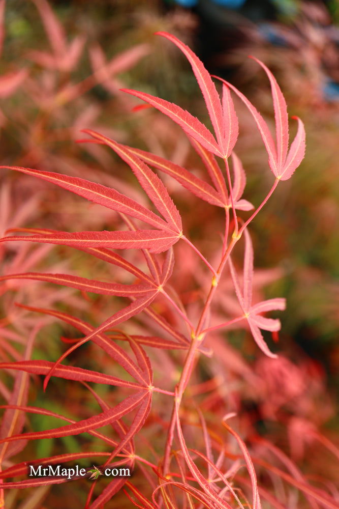 - Acer palmatum 'Red Spider' Red Japanese Maple - Mr Maple │ Buy Japanese Maple Trees