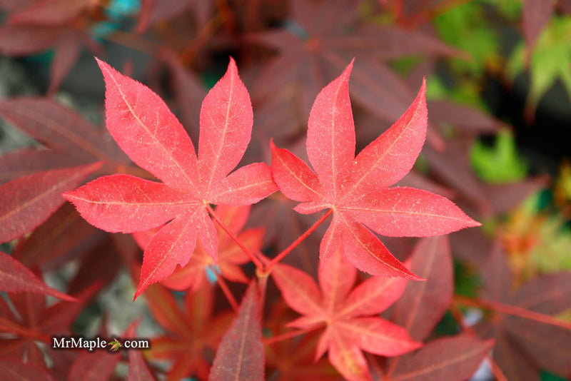 - Acer palmatum 'Red Spray' Japanese Maple - Mr Maple │ Buy Japanese Maple Trees