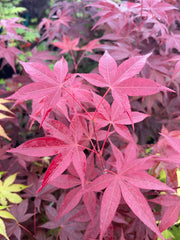 - Acer palmatum 'Red Spray' Japanese Maple - Mr Maple │ Buy Japanese Maple Trees