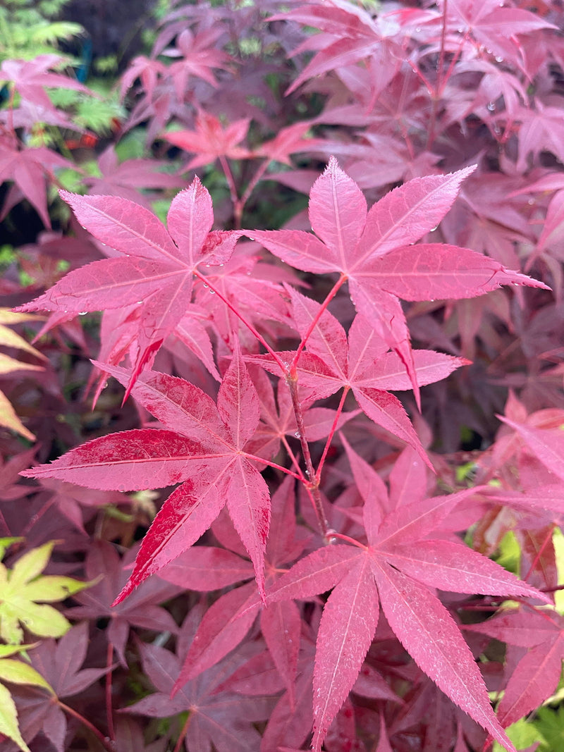 - Acer palmatum 'Red Spray' Japanese Maple - Mr Maple │ Buy Japanese Maple Trees