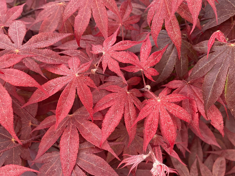 - Acer palmatum 'Red Spray' Japanese Maple - Mr Maple │ Buy Japanese Maple Trees