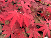 - Acer palmatum 'Red Spray' Japanese Maple - Mr Maple │ Buy Japanese Maple Trees