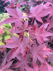 - Acer palmatum 'Red Spray' Japanese Maple - Mr Maple │ Buy Japanese Maple Trees